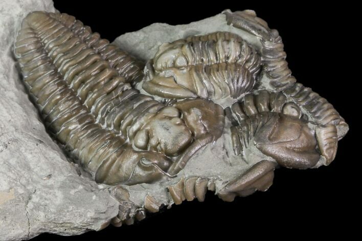 Flexicalymene Trilobite Cluster - Mt Orab, Ohio #84608